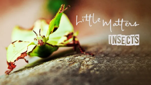 thumbnail - Little Matters: Insects