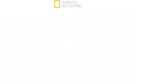 Most Wanted Sharks