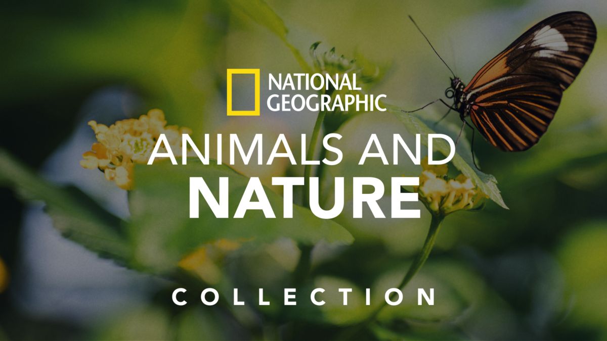 Watch National Geographic Animals and Nature Disney+