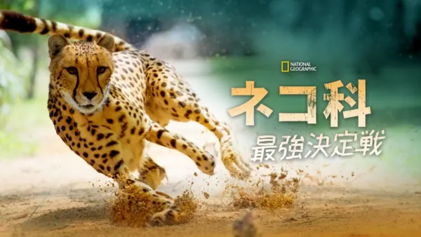 ピューマ 額装付 猫 ライオン チーター #1 ピューマ 額装付 猫 ライオン チーター #1