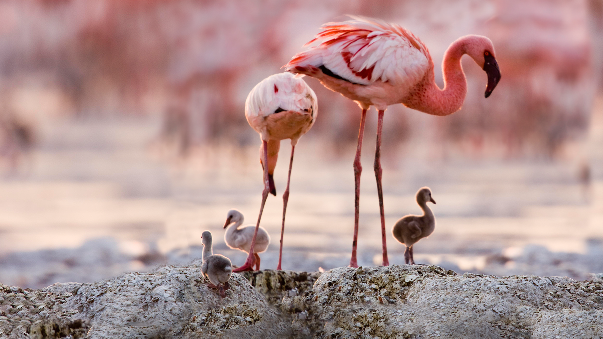 Grande Balé Vermelho - O Mistério dos Flamingos