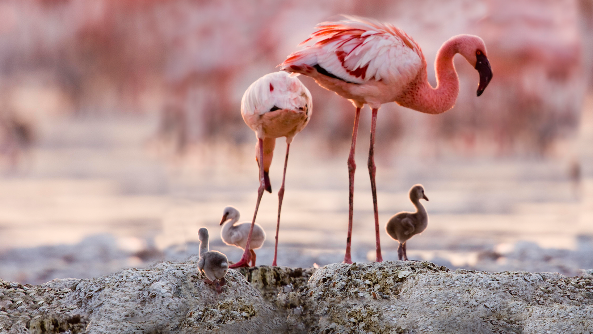 Les Ailes Pourpres: Le Mystère des Flamants