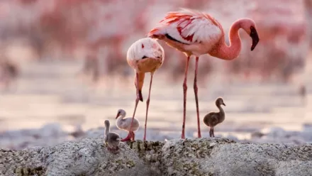 Disneynature Crimson Wing: O Mistério dos Flamingos