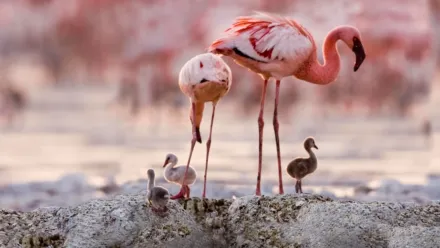 Disneynature: El misterio de los flamencos