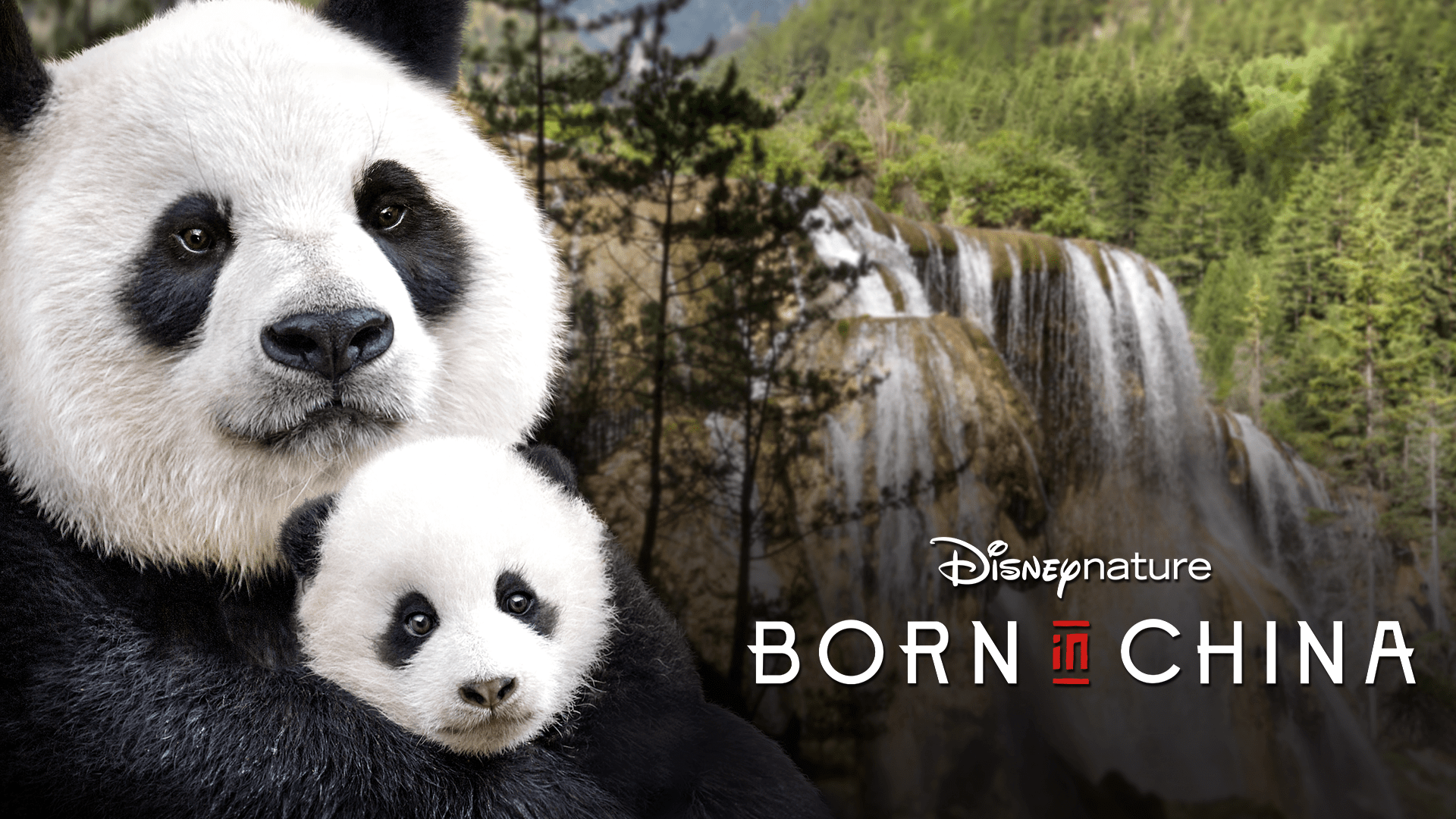 Watch Disneynature Born In China | Full Movie | Disney+