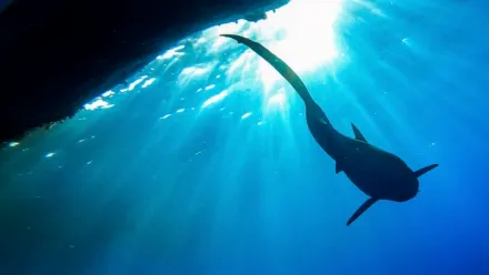 하와이: 불의 여신 상어