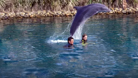 Delfinbarátok