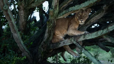 树上有狮子
