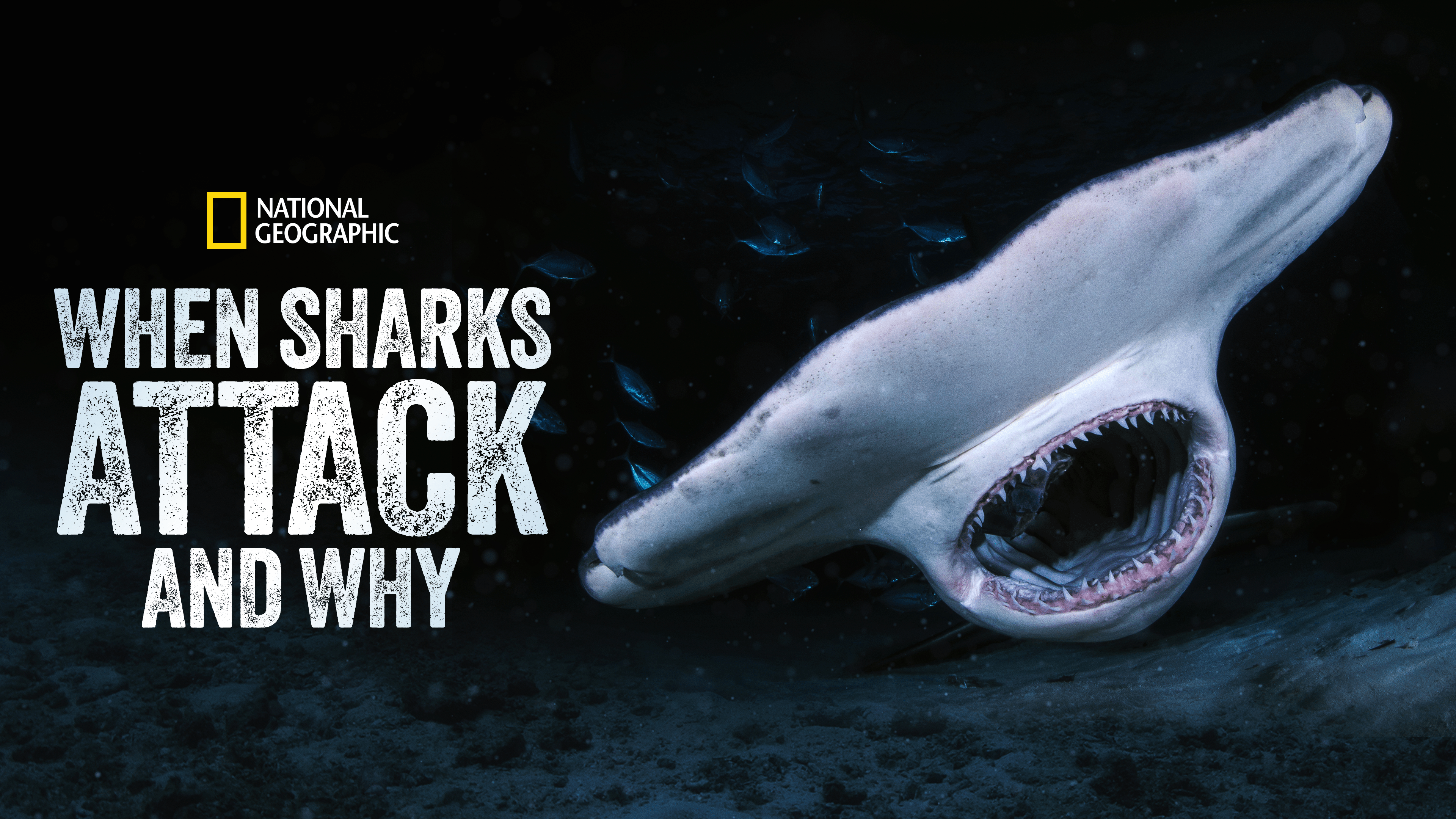 Watch When Sharks Attack... And Why | Disney+