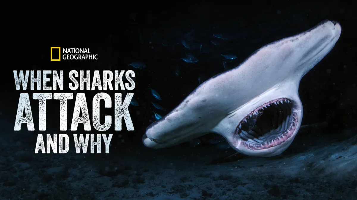 Watch When Sharks Attack
