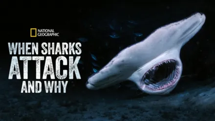 Watch National Geographic Sharks | Disney+