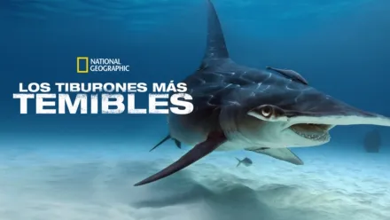 thumbnail - Los tiburones más temibles