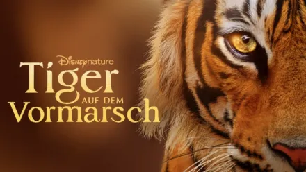 thumbnail - Tiger auf dem Vormarsch