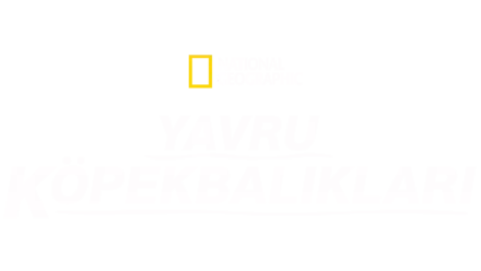 Yavru Köpekbalıkları