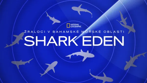 thumbnail - Žraloci v bahamské mořské oblasti Shark Eden