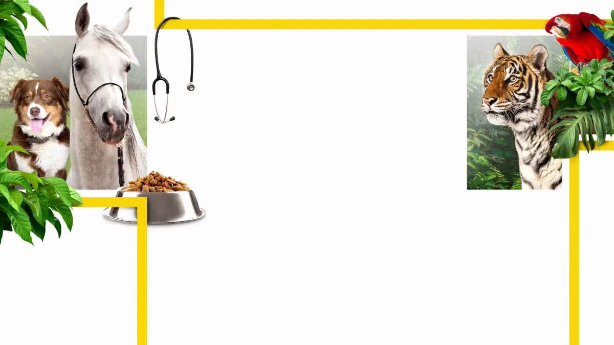 Watch Vets and Pets Disney+