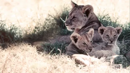 Lions d’Afrique