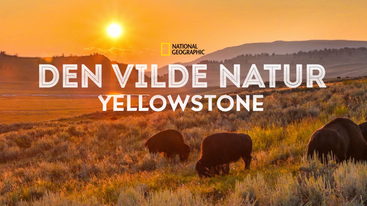 Se hele afsnit af Den vilde natur Yellowstone Disney+