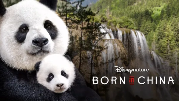 Watch Disneynature Bears Disney