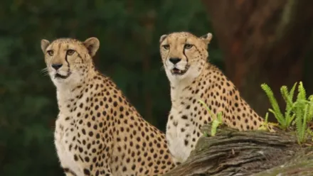 thumbnail - Magic of Disney's Animal Kingdom S2:E8 Chilled-Out Cheetahs