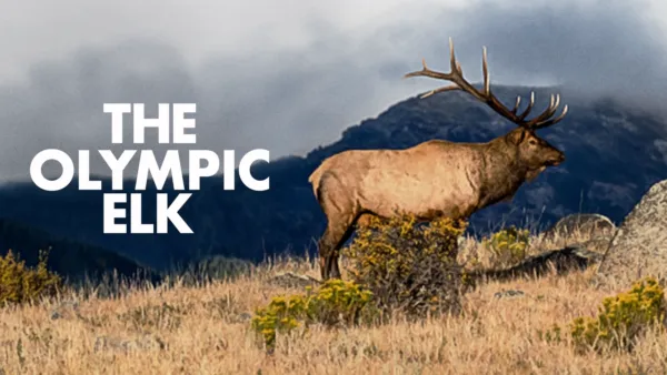 thumbnail - The Olympic Elk