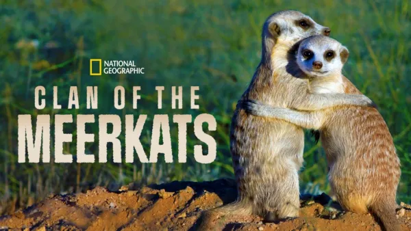 thumbnail - Clan of the Meerkats