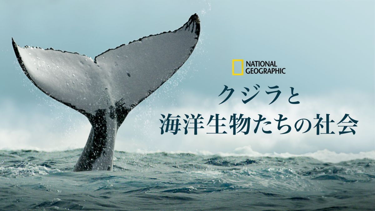 クジラと海洋生物たちの社会を視聴 Disney ディズニープラス