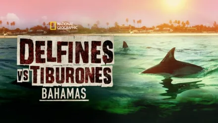 thumbnail - Sharks vs. Dolphins: Bahamas Battleground