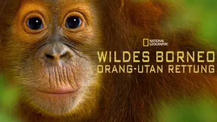 thumbnail - Wildes Borneo: Orang-Utan Rettung