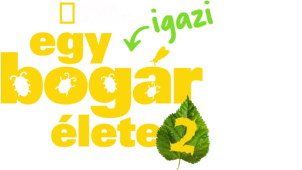 Egy igazi bogár élete