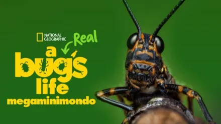 thumbnail - A Real Bug's Life - Megaminimondo