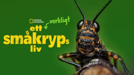 thumbnail - Ett verkligt småkryps liv