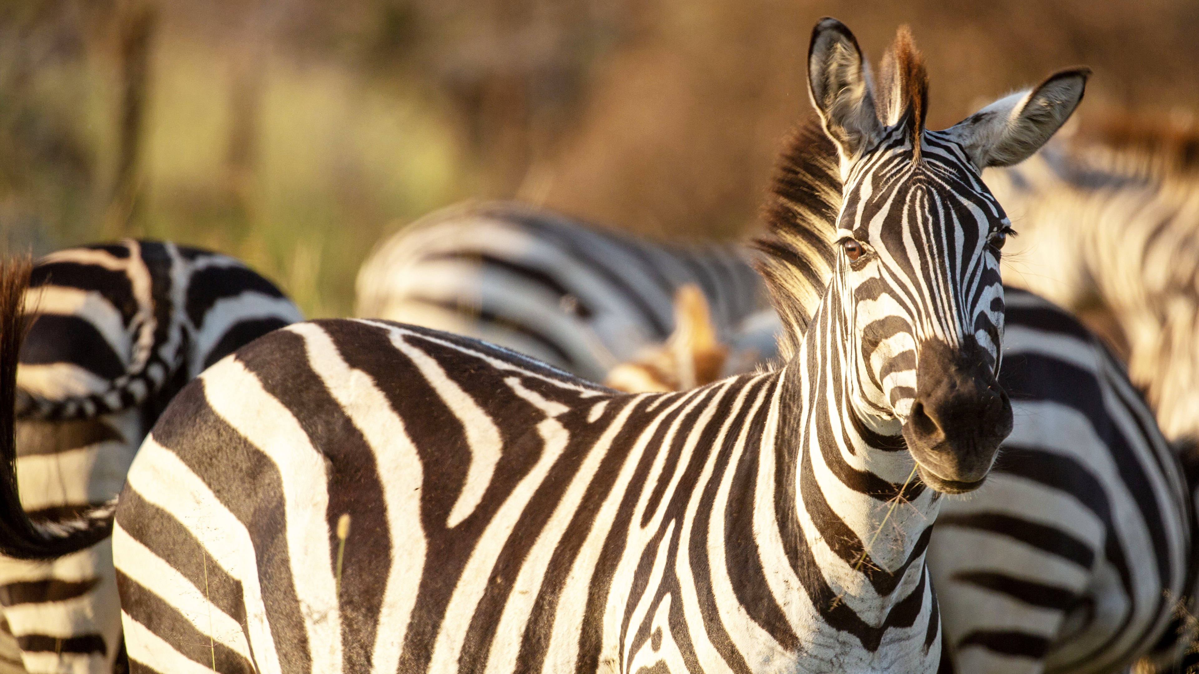 Incredible Animal Journeys