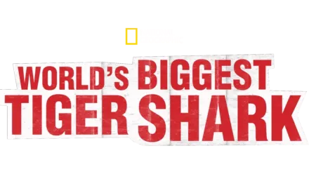 World’s Biggest Tiger Shark?