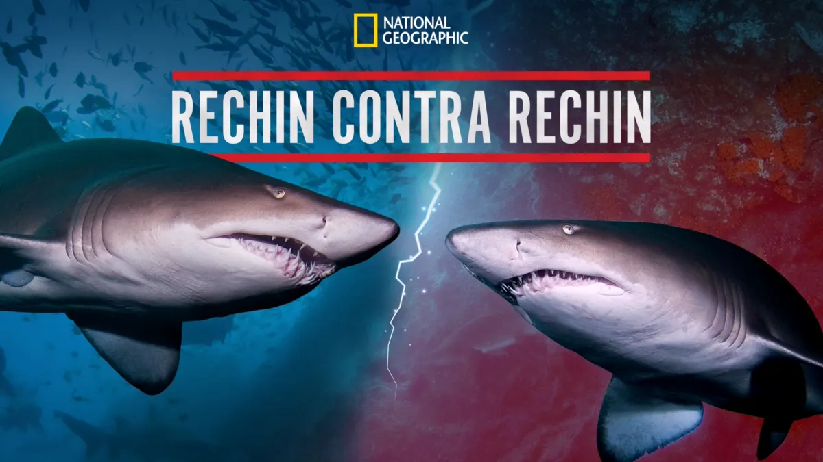 Vizionează Rechin contra rechin | Disney+