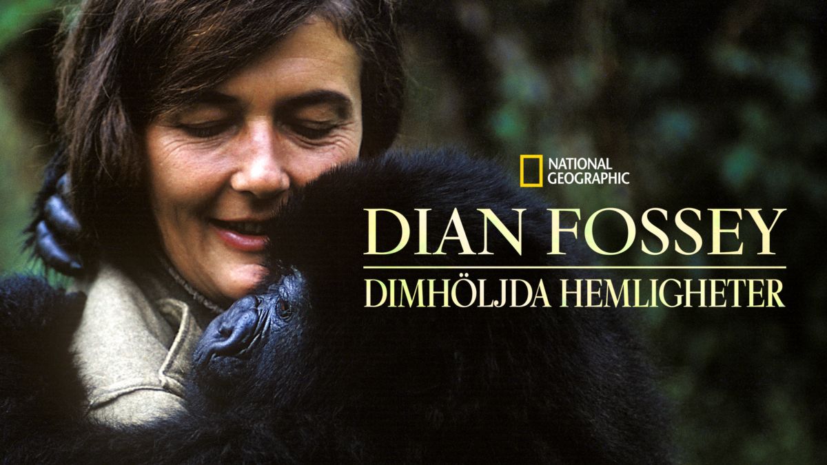 Spotlight 11 dian fossey презентация