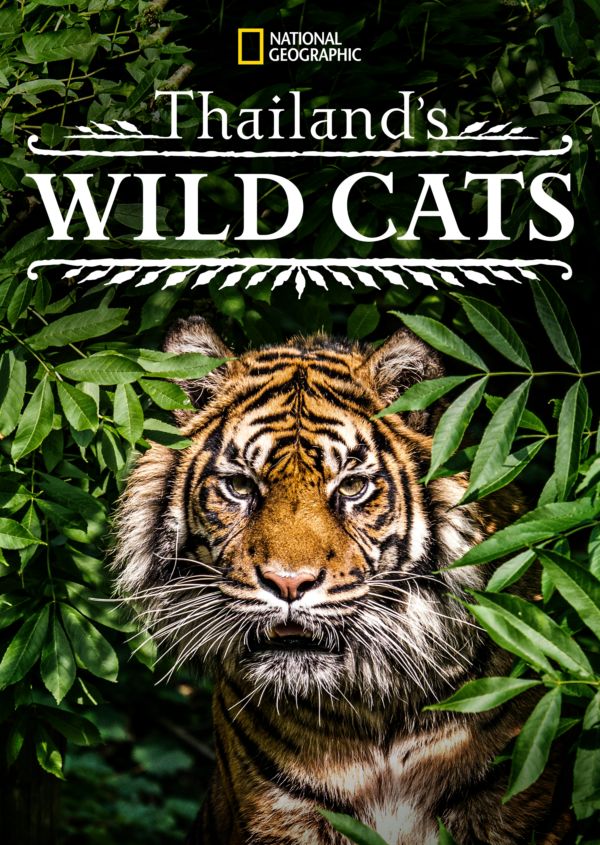 Thailand's Wild Cats on Disney+ in Australia