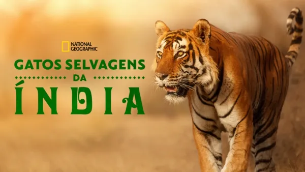 thumbnail - Gatos Selvagens da Índia