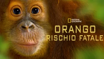 thumbnail - Orango: rischio fatale