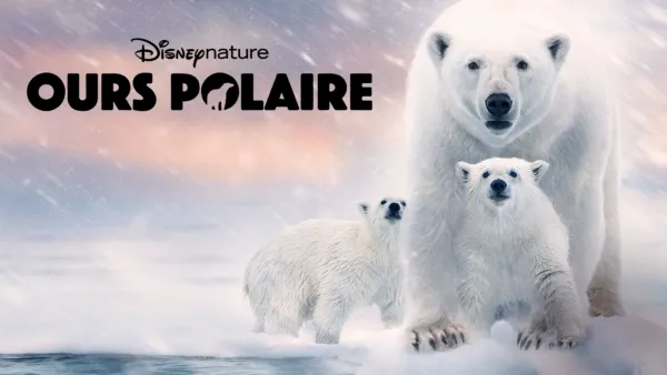 thumbnail - Ours polaire