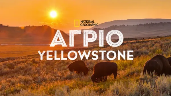 thumbnail - Άγριο Yellowstone