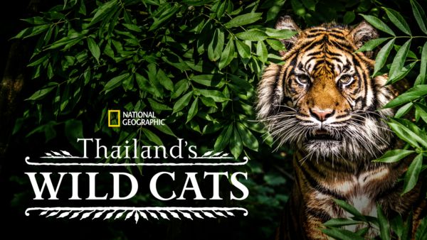 Thailand's Wild Cats on Disney+ in Australia
