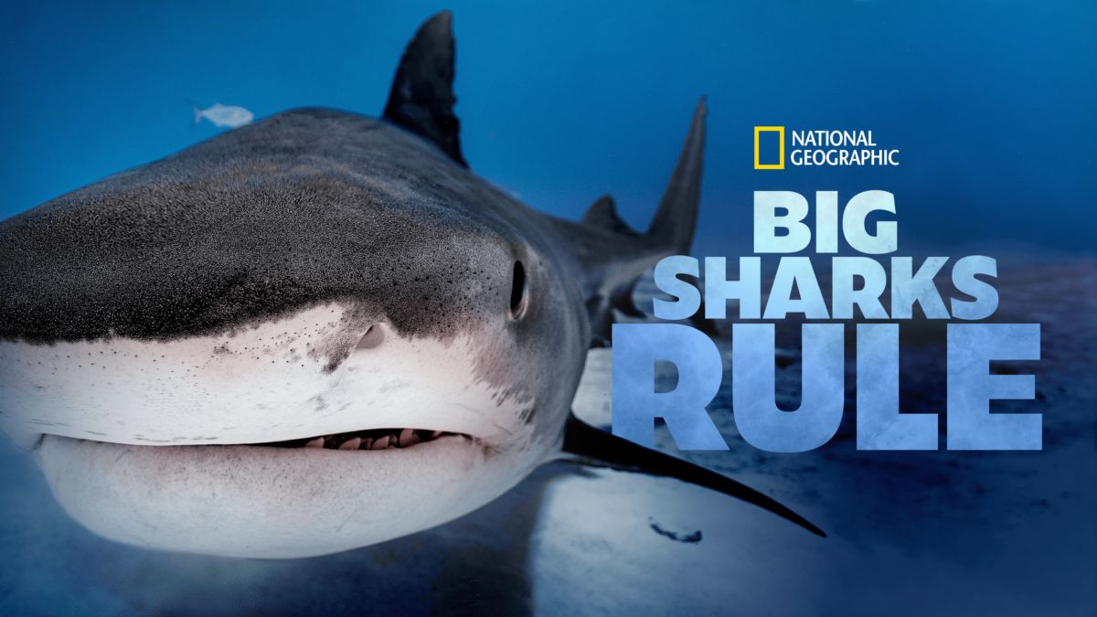 Watch Big Sharks Rule Full Movie Disney+