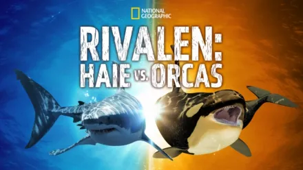 thumbnail - Rivalen: Haie vs. Orcas