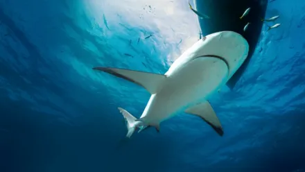 Köpekbalıkları Saldırınca: Neden