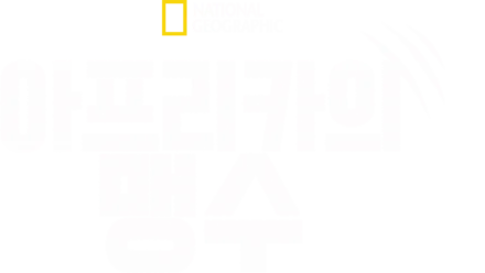 아프리카의 맹수