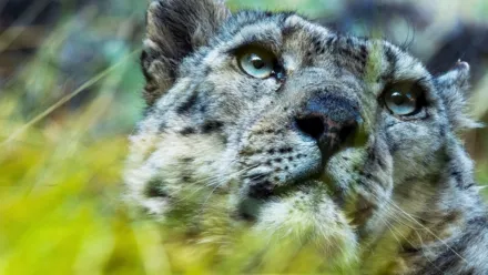 Snöleopardens frusna rike