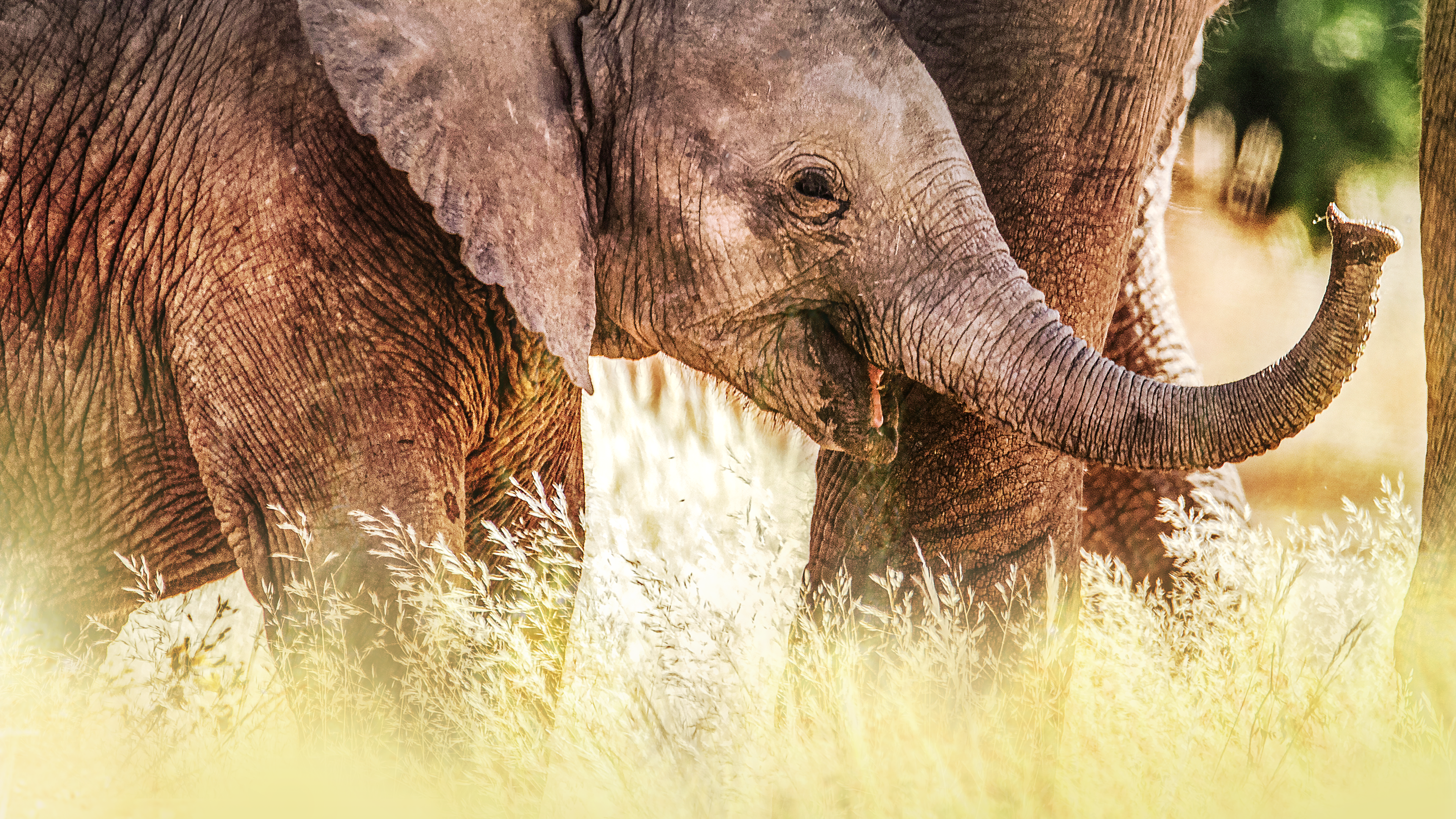 Sekretne życie słoni