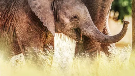 Secretos de los elefantes