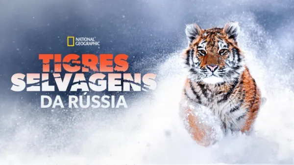 thumbnail - Tigres Selvagens da Rússia